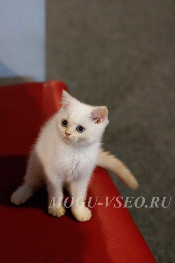 котокафе белый котенок фото