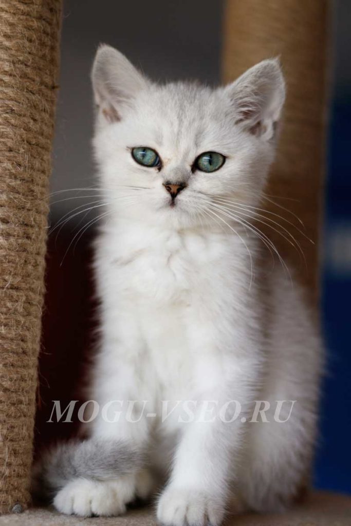 котокафе белый котенок фото